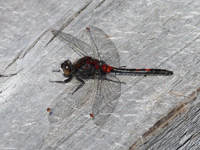 Nordisk Krrtrollslnda <br> Ruby Whiteface <br> Leucorrhinia rubicunda