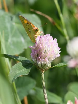 Rdgul hfjril  Clouded Yellow  Colias crocea