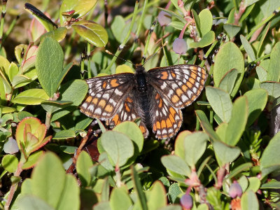 Lappntfjril  Lapland Fritillary  Euphydryas iduna