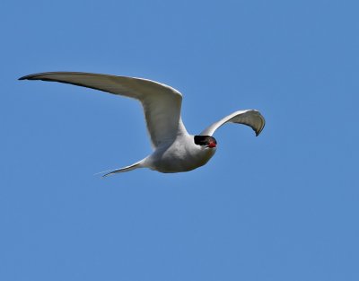 Silvertrna  Arctic Tern  Sterna paradisaea	