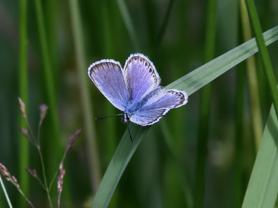 Ljungblvinge  Silver-studded BluePlebejus argus