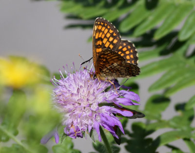 Skogsntfjril  Heath Fritillary Melitaea athalia