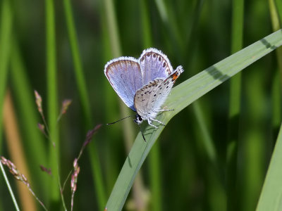 Ljungblvinge  Silver-studded BluePlebejus argus