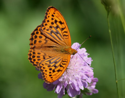 Silverstreckad prlemorfjril  Silver-washed Fritillary  Argynnis paphia