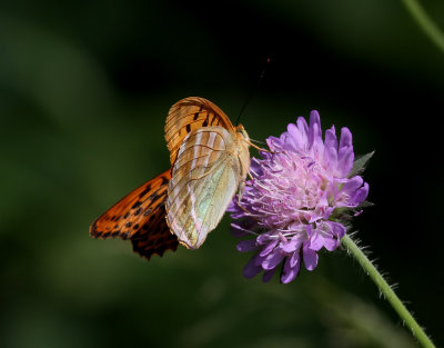 Silverstreckad prlemorfjril  Silver-washed Fritillary  Argynnis paphia