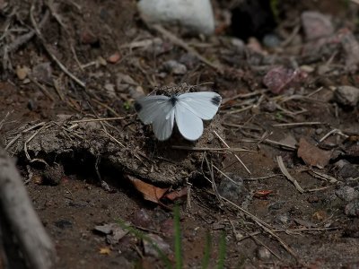 Skogsvitvinge  <br> Wood white <br> Leptidea sinapis