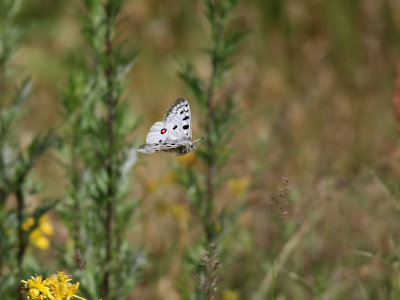 Apollofjril  Apollo  Parnassius apollo 