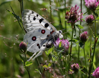 Apollofjril  Apollo  Parnassius apollo 