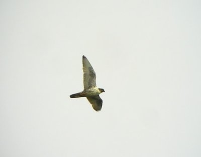 Jaktfalk<br> Gyr Falcon<br> Falco rusticolus