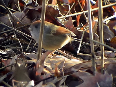 Ashy-throated Parrotbill  Paradoxornis alphonsianus