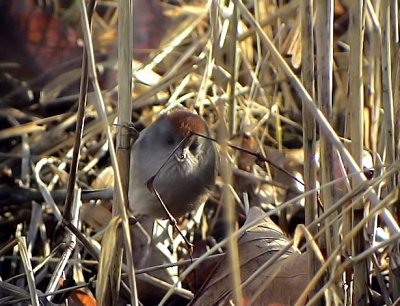 Ashy-throated Parrotbill  Paradoxornis alphonsianus