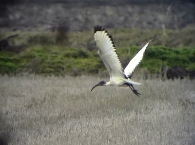 Helig ibis  Sacred Ibis  Threskiornis aethiopicus