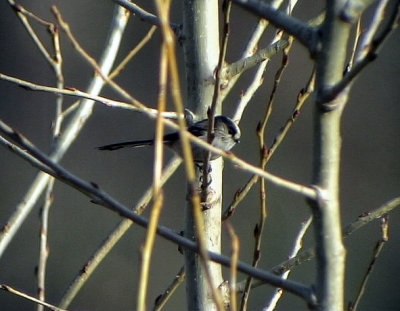 Stjrtmes  Long-tailed Tit  Aegthalos caudatus (italiae)