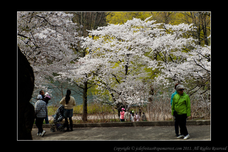 2011 - Toronto High Park - Cheery Blossom