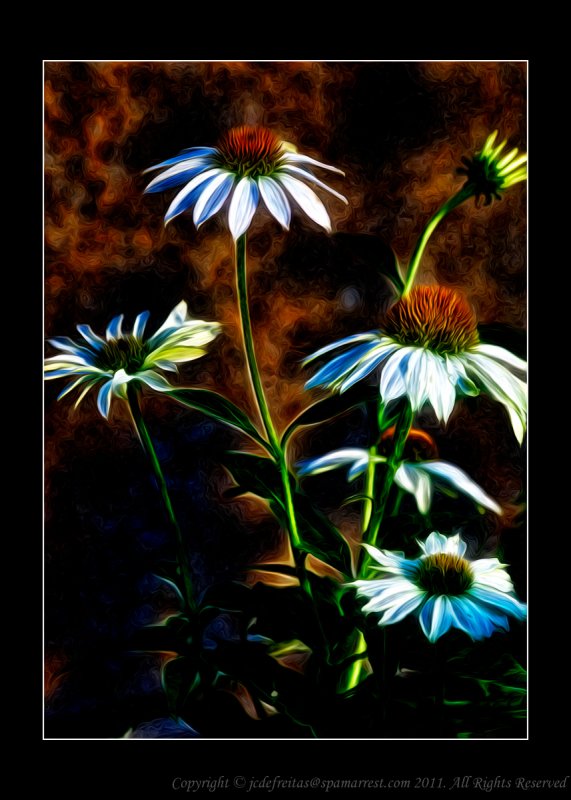 2011 - White Cone Flowers