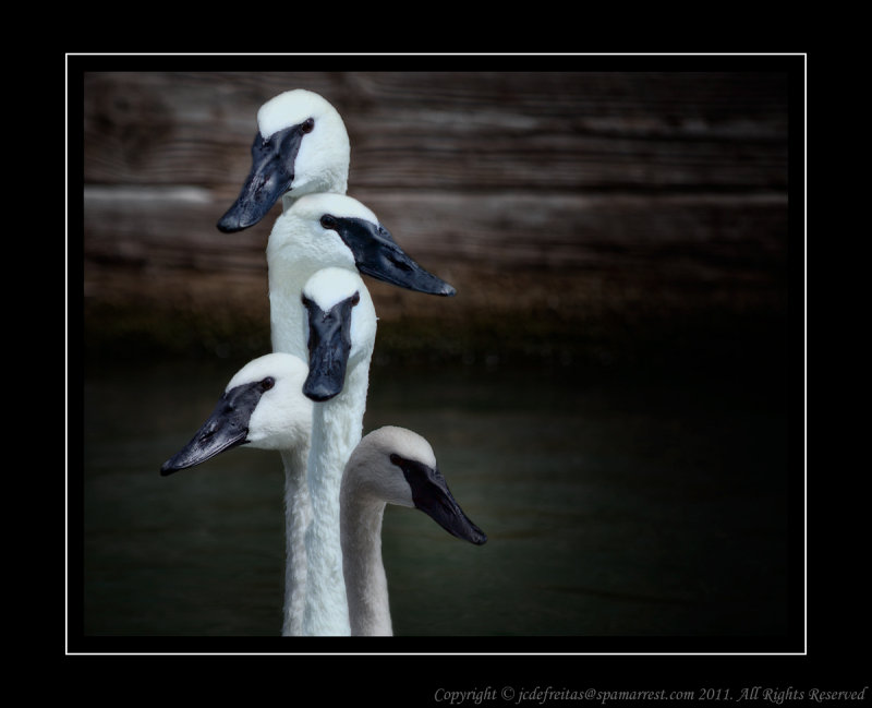 2011 - Swans - Scarborough Bluffs