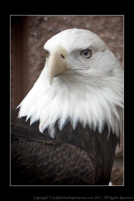 2008 - Portrait of a Bald Eagle