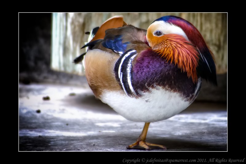 2008 - Mundane Duck