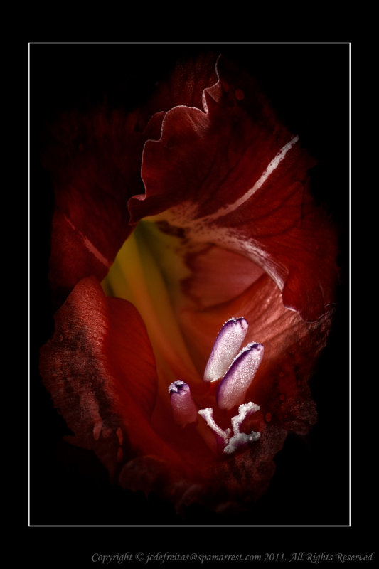 Red Gladiolus