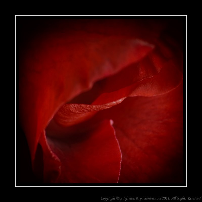 Red Gladiolus