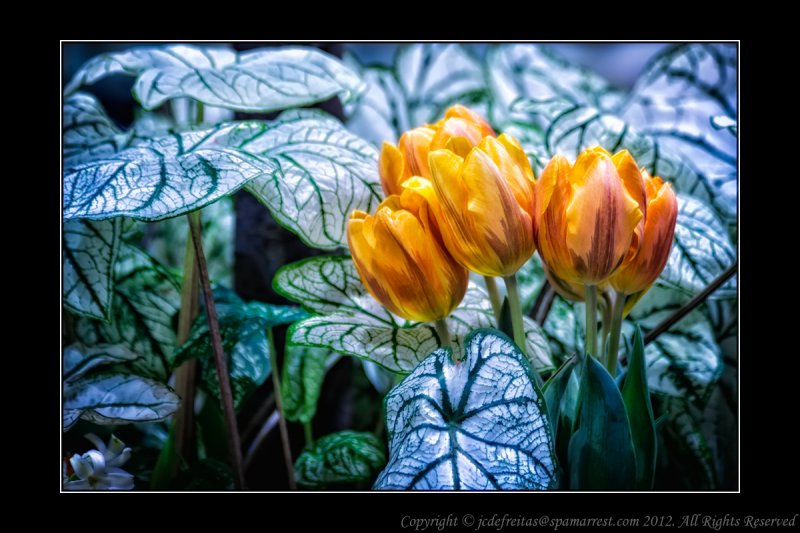 2012 - Canada Blooms - Toronto