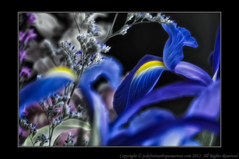 2012 - Van Nes Flowers - Blue Iris
