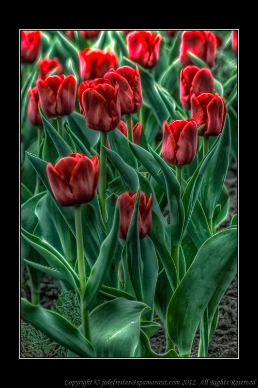 2012 - Toronto Edwards Garden