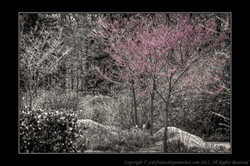 2012 - Eastern Redbud, Edwards Garden - Toronto, Ontario - Canada