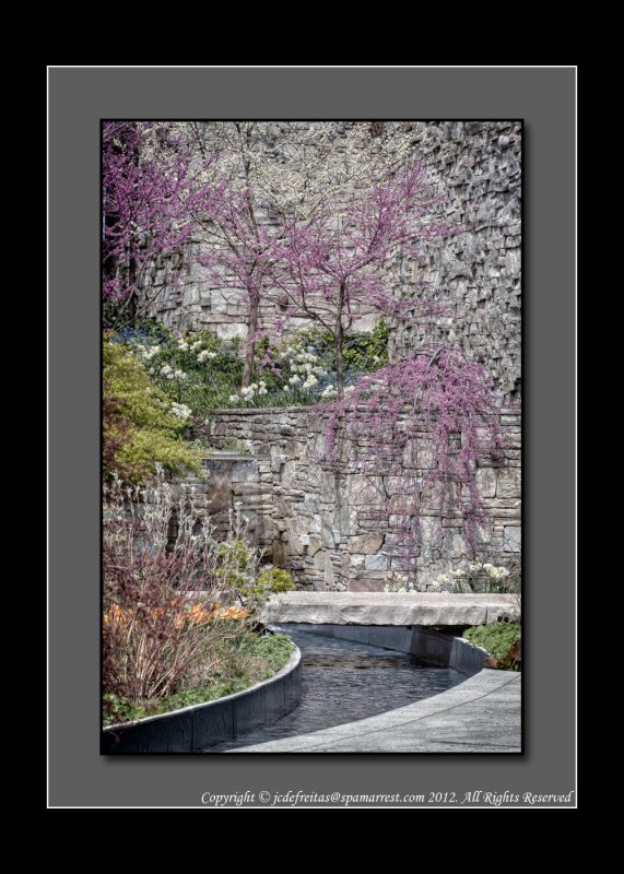 2012 - Eastern Redbud, Edwards Garden - Toronto, Ontario - Canada