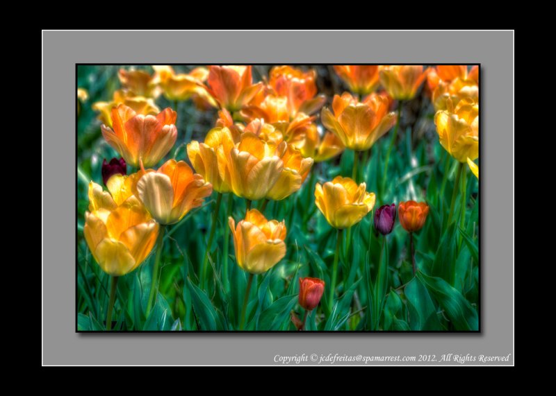 2012 - Toronto Edwards Garden