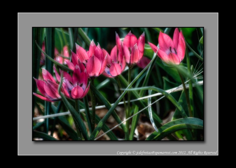 2012 - Toronto Edwards Garden