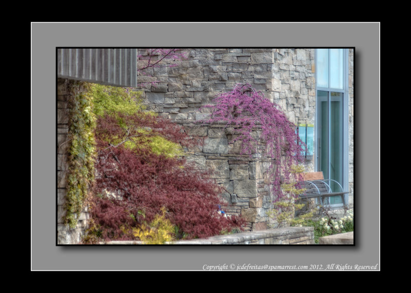 2012 - Eastern Redbud, Edwards Garden - Toronto, Ontario - Canada