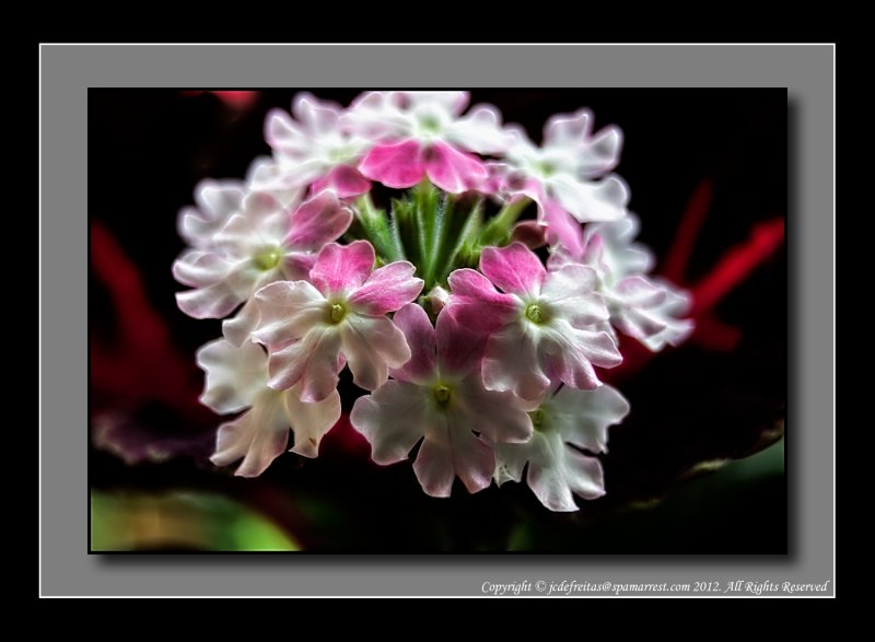 2012 - Verbena - Lanai Twister Pink