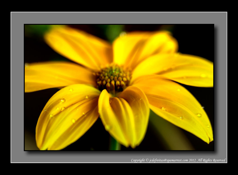 2012 - Bidens - Namid Compact Yellow