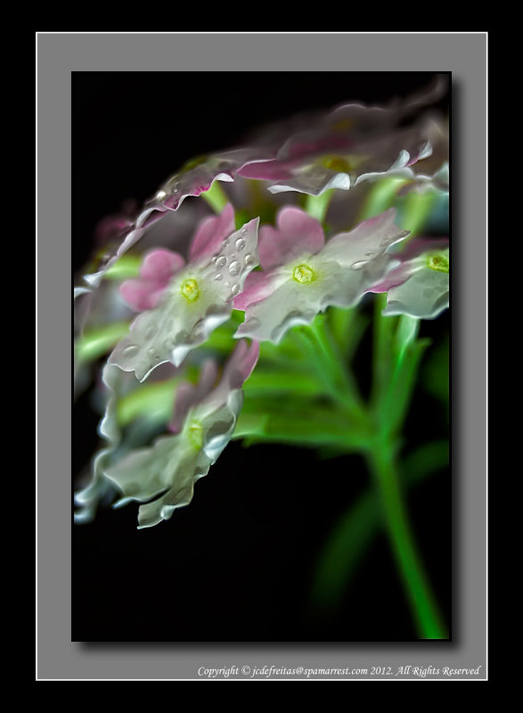 2012 - Verbena - Lanai Twister Pink