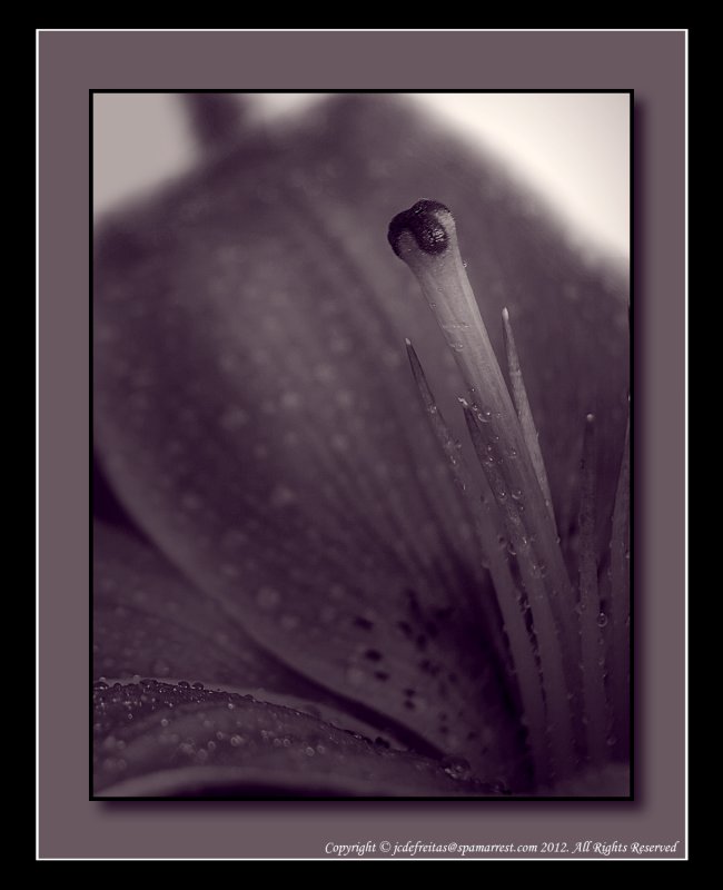 Lily