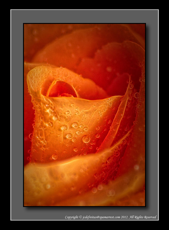 Wet Rose