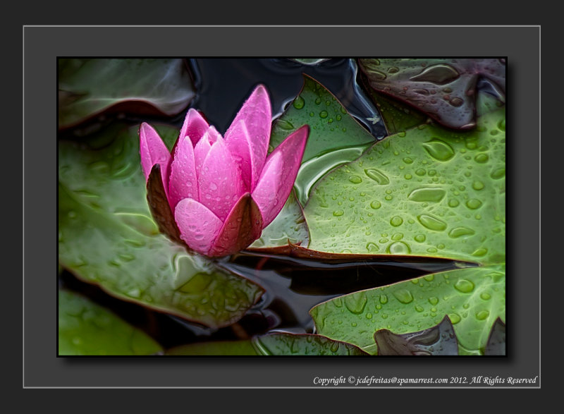 2012 - Water Lily - The Arthur Meighen Gardens - Stratford, Ontario - Canada