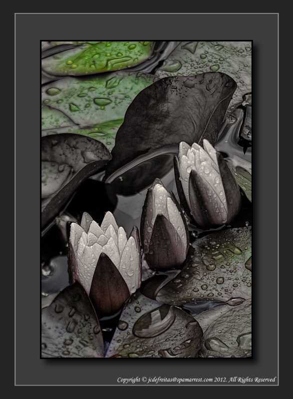2012 - Water Lily - The Arthur Meighen Gardens - Stratford, Ontario - Canada