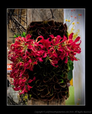 2011 - Gloriosa Rothschildiana - Canada Blooms - Toronto