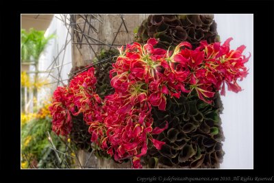 2011 - Gloriosa Rothschildiana - Canada Blooms - Toronto