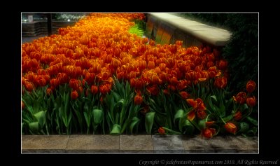 2011 - Canada Blooms - Toronto