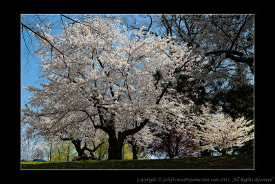 2011 - Toronto High Park - Cheery Blossom