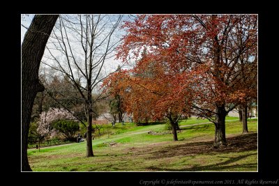 2011 - Toronto High Park - Cheery Blossom