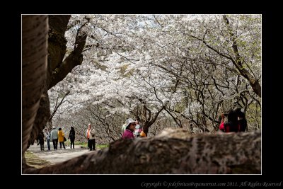 2011 - Toronto High Park - Cheery Blossom