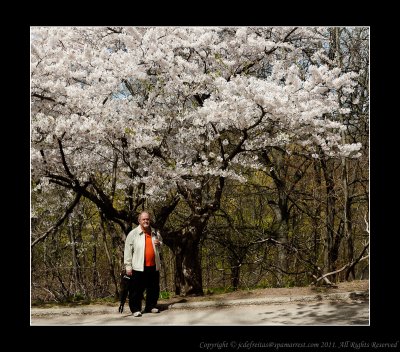 2011 - Ken - Toronto High Park - Cheery Blossom