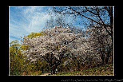 2011 - Toronto High Park - Cheery Blossom