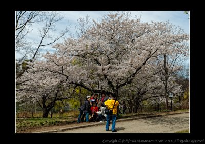 2011 - Toronto High Park - Cheery Blossom