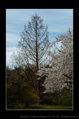 2011 - Toronto High Park - Cheery Blossom