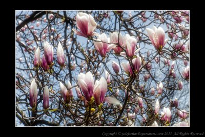 2011 - Toronto High Park - Cheery Blossom